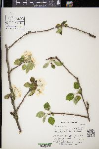 Malus pumila image