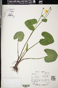 Caltha palustris image