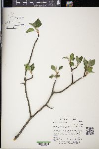 Malus coronaria image