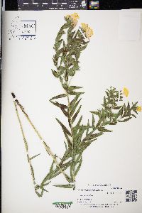 Lithospermum caroliniense image