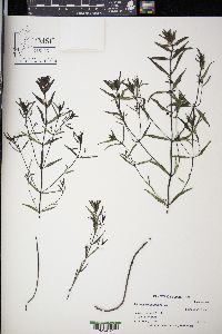 Melampyrum lineare image