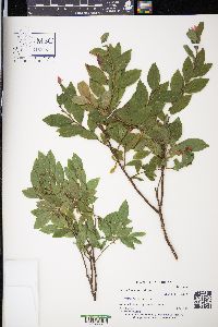 Vaccinium angustifolium image