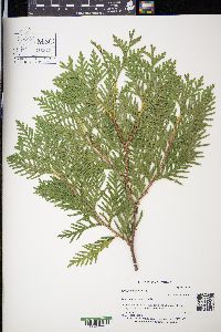 Thuja occidentalis image