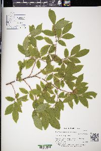 Vaccinium membranaceum image