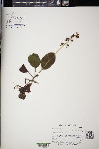 Pyrola elliptica image