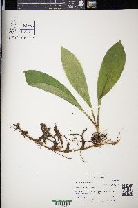 Clintonia borealis image