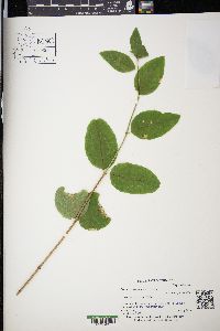 Lonicera canadensis image