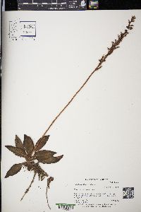 Goodyera oblongifolia image