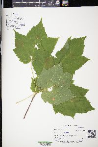 Acer spicatum image