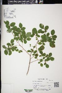 Vaccinium ovalifolium image