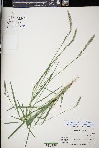 Muhlenbergia glomerata image