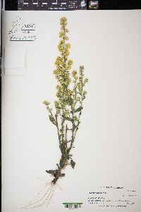 Solidago hispida image