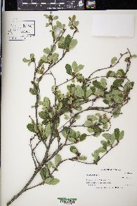 Betula pumila image