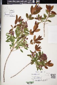 Kalmia polifolia image