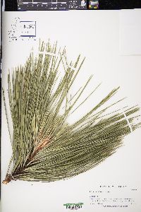 Pinus ponderosa image