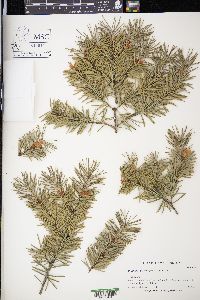 Pseudotsuga menziesii image