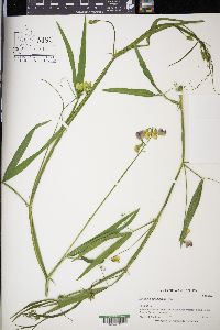 Lathyrus sphaericus image