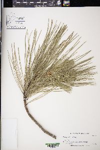 Pinus ponderosa image