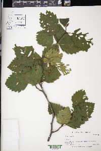 Alnus rubra image