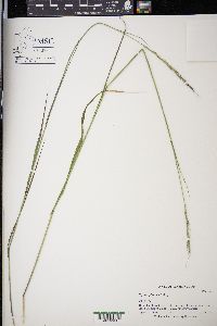 Elymus glaucus image