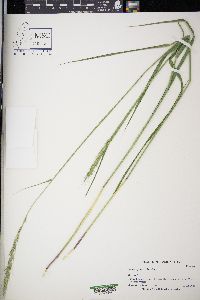 Elymus glaucus image