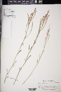 Rumex stenophyllus image