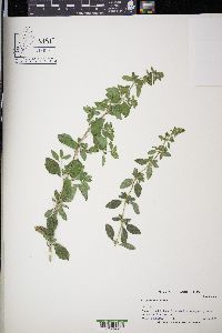 Origanum vulgare image