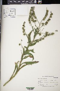 Cynoglossum officinale image