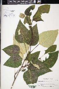 Populus trichocarpa image