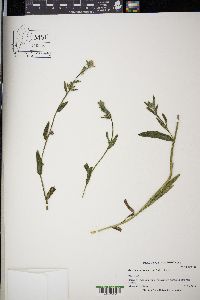 Amsinckia intermedia image