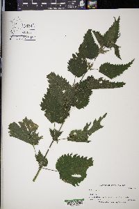 Urtica dioica image