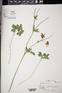 Aquilegia formosa image