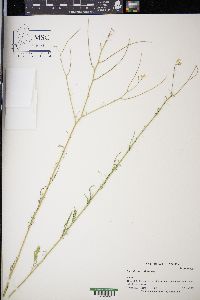 Sisymbrium altissimum image