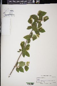 Philadelphus lewisii image