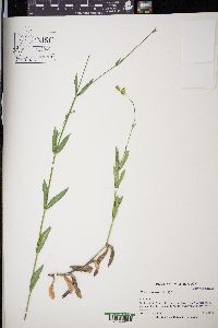 Silene vulgaris image