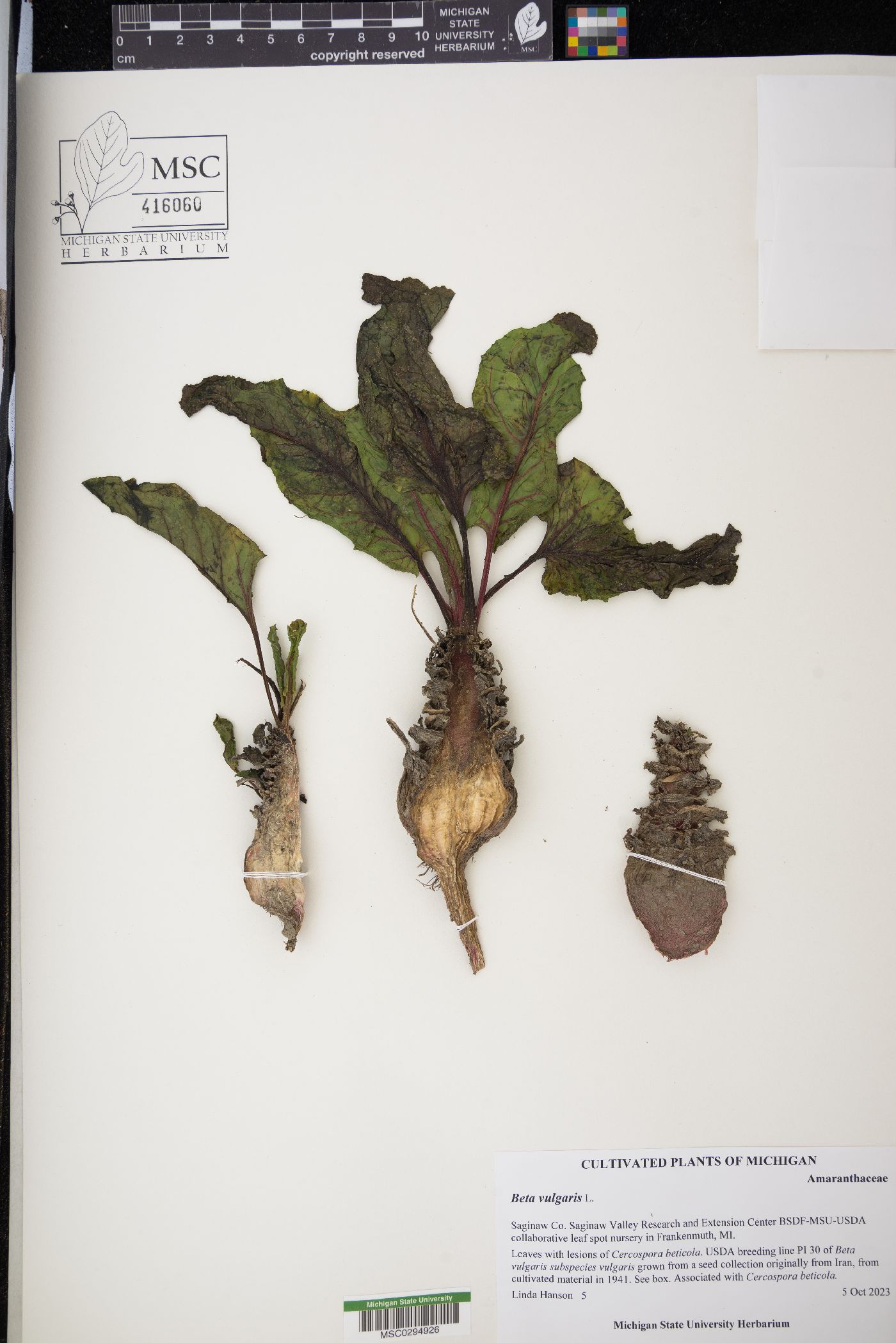 Beta vulgaris subsp. vulgaris image