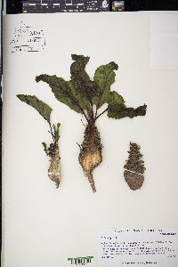 Beta vulgaris image