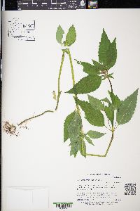 Galeopsis tetrahit image