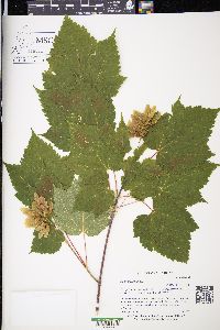 Acer spicatum image