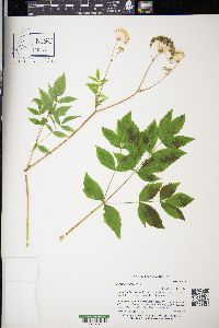 Aralia hispida image