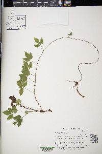 Rubus pubescens image