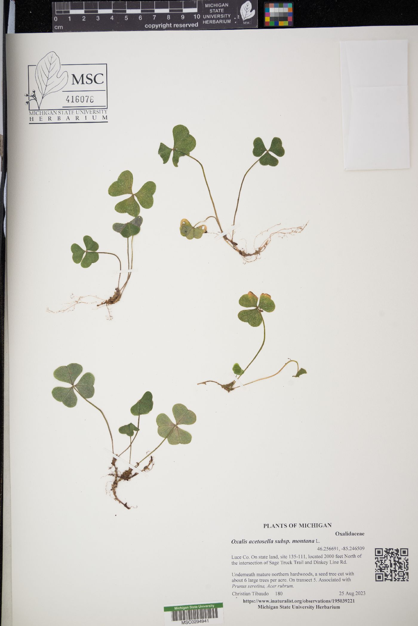 Oxalis acetosella subsp. montana image
