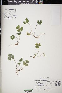 Oxalis acetosella image