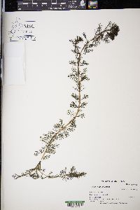 Myriophyllum spicatum image