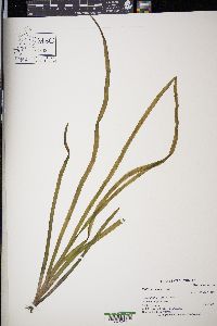 Vallisneria americana image