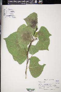 Populus fremontii image