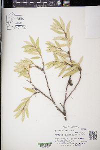 Quercus hypoleucoides image