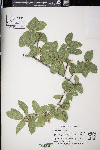 Quercus grisea image