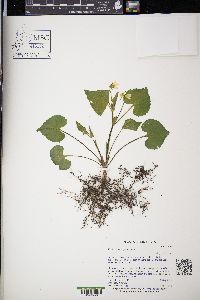 Viola pubescens var. scabriuscula image