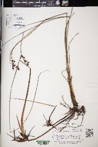 Cladium mariscoides image